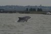 Bottlenose Dolphin at Hole Haven Creek (Mike Bailey) (41238 bytes)